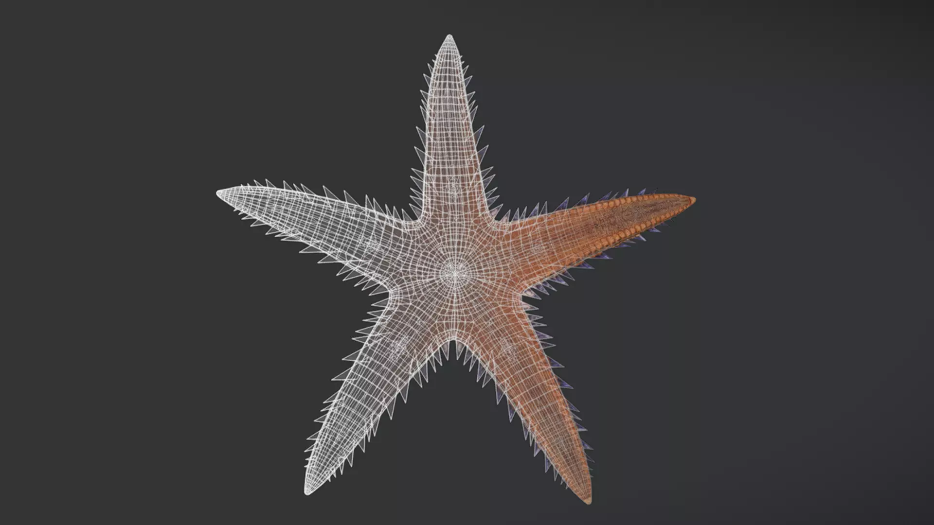 Realistic Sea Star - Starfish  Animated 3D model_6