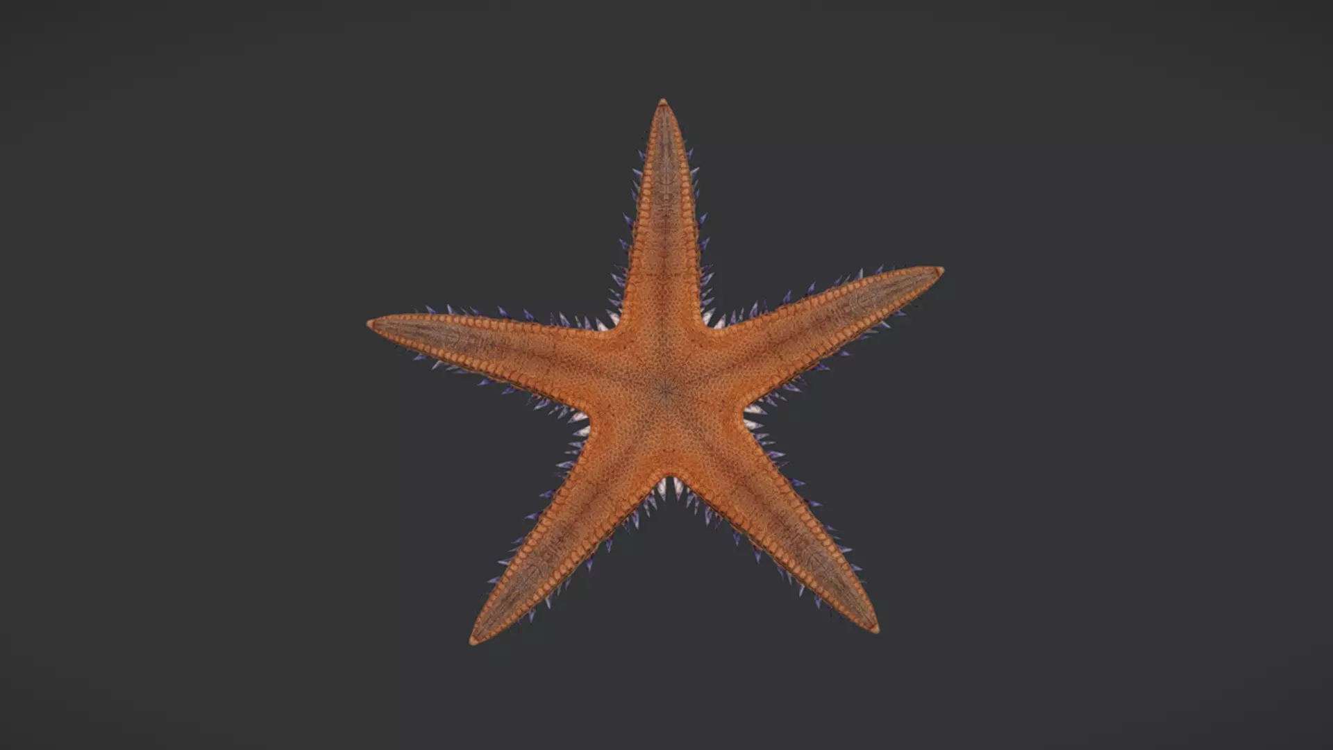 Realistic Sea Star - Starfish  Animated 3D model_2