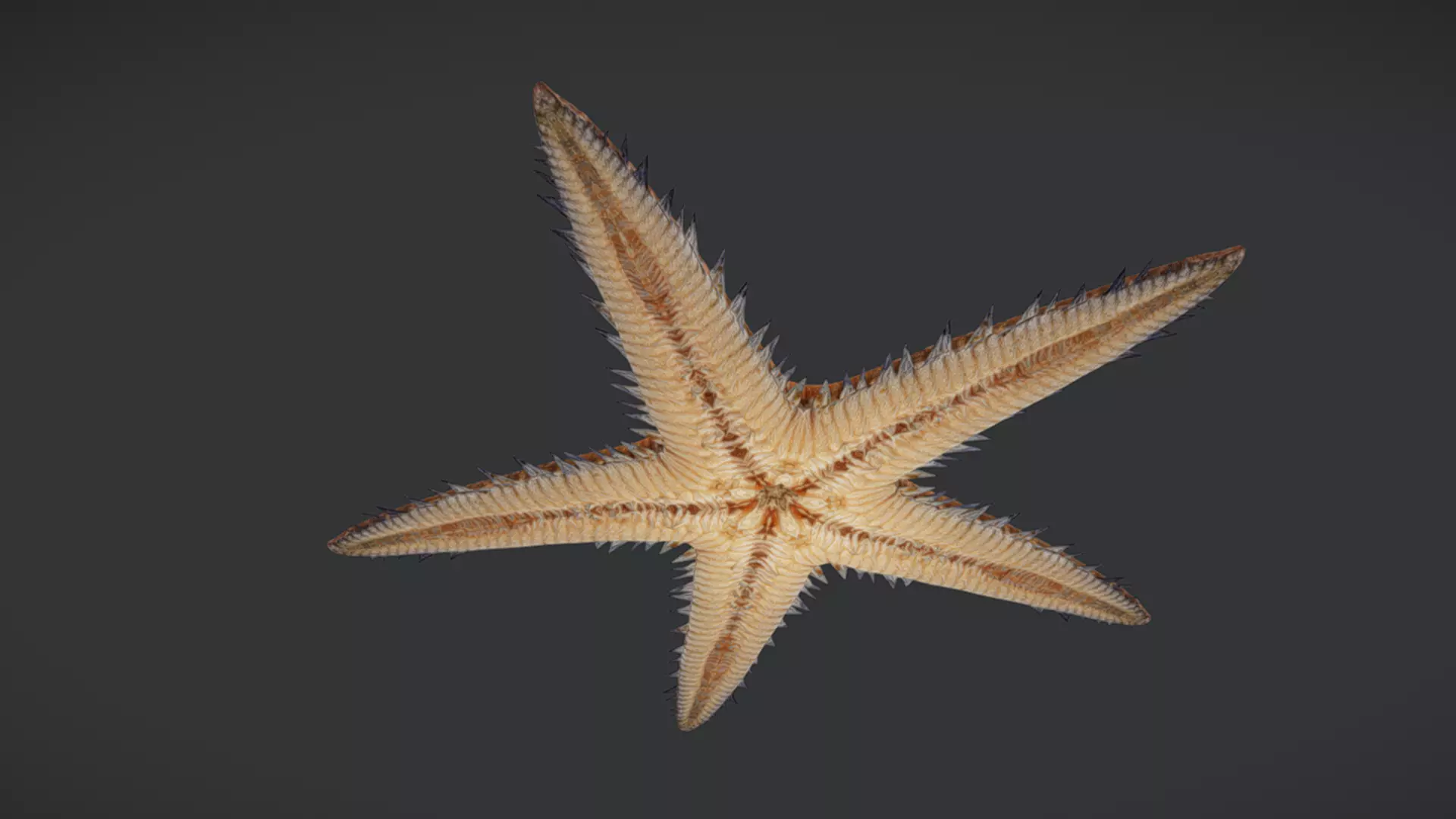 Realistic Sea Star - Starfish  Animated 3D model_3
