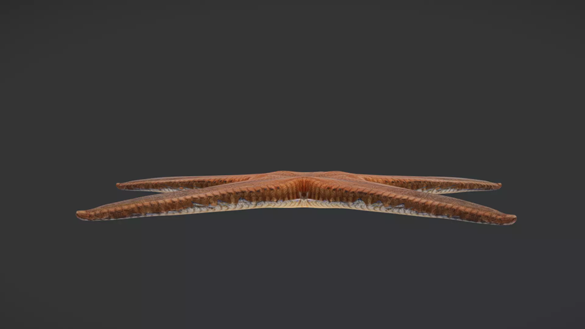 Realistic Sea Star - Starfish  Animated 3D model_9