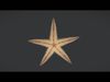 Realistic Sea Star - Starfish  Animated 3D model_1