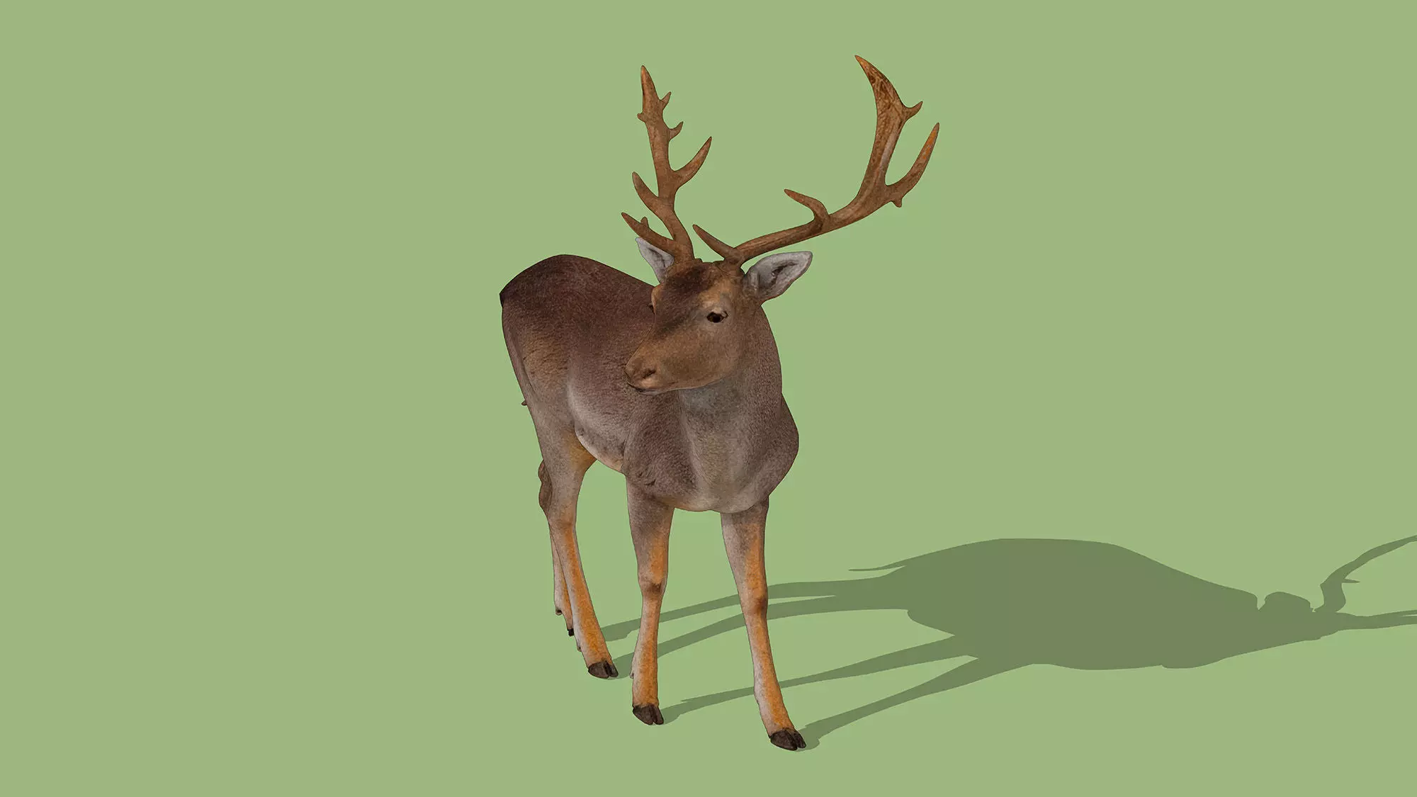 Fallow deer Low-poly 3D model_4