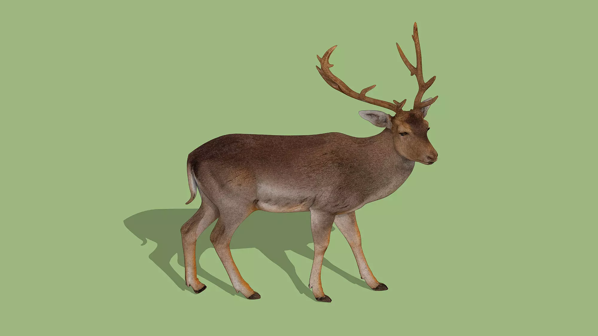 Fallow deer Low-poly 3D model_5