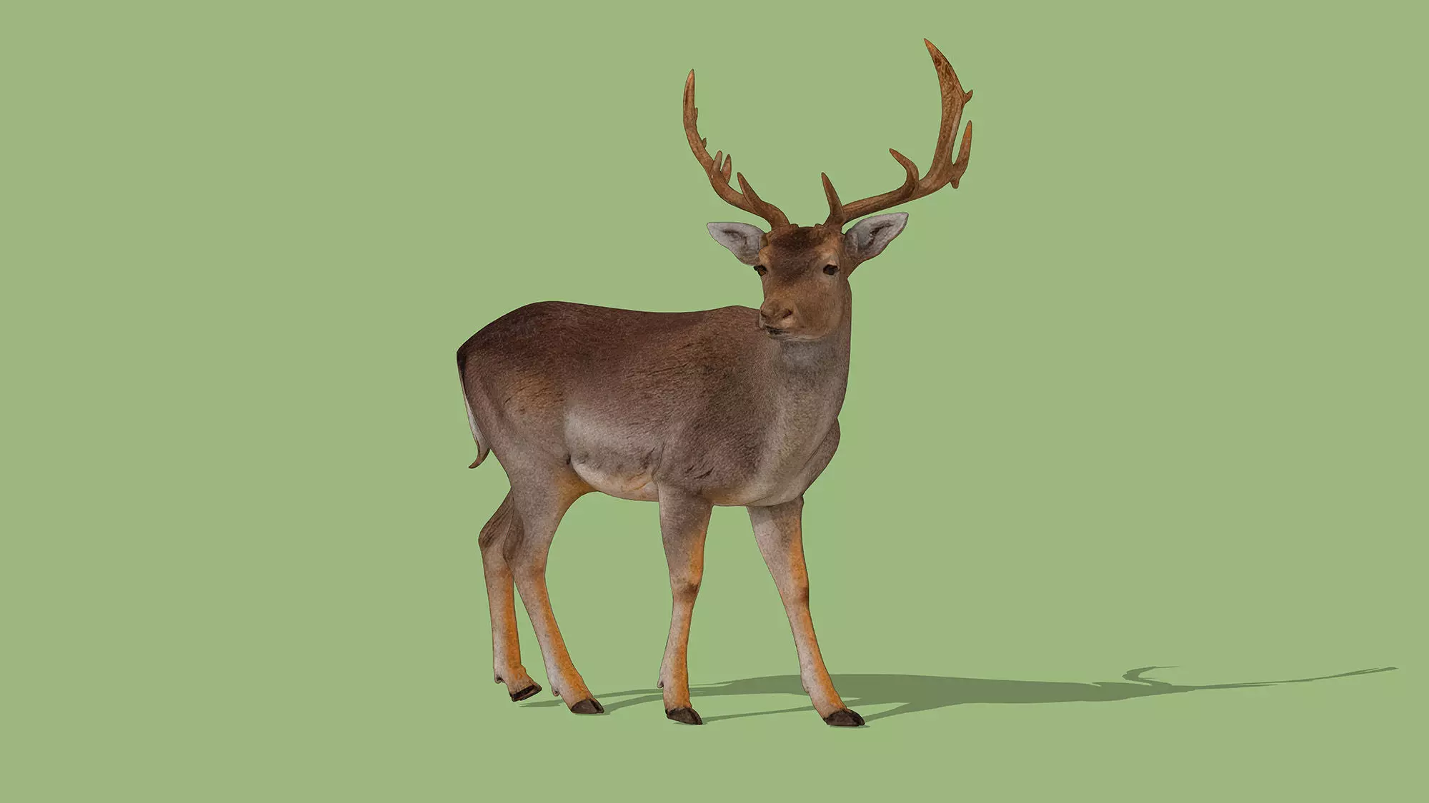 Fallow deer Low-poly 3D model_6