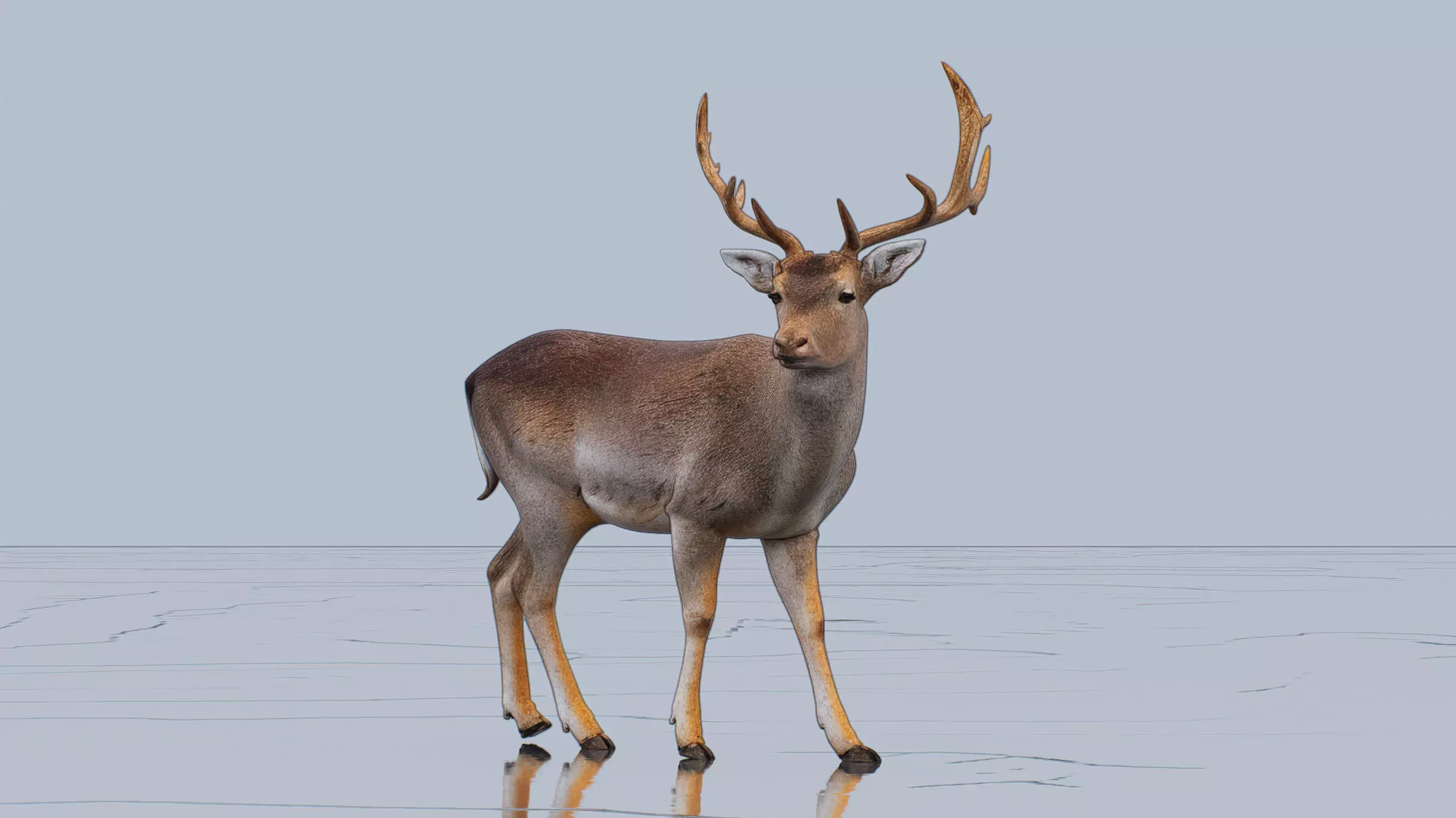 Fallow deer Low-poly 3D model_0