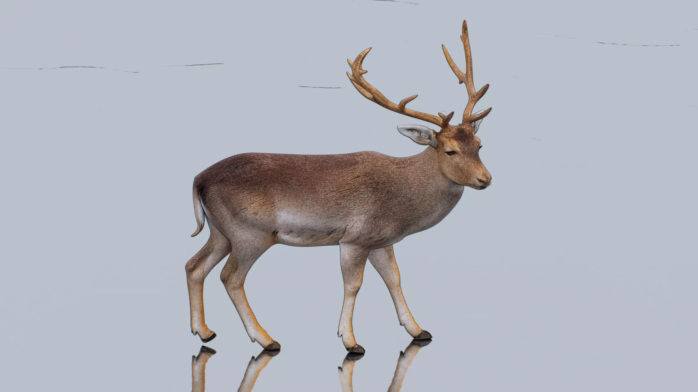 Fallow deer Low-poly 3D model_1