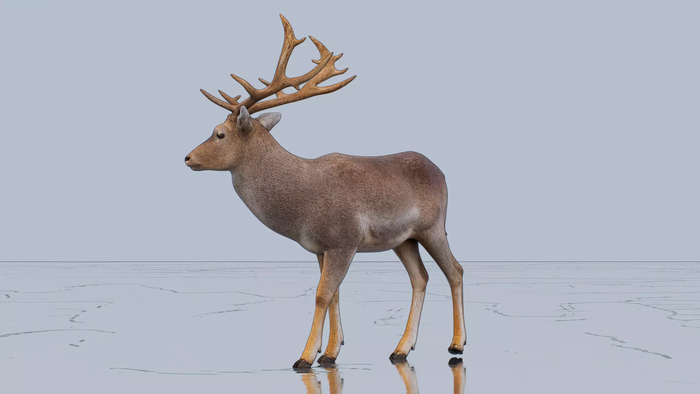 Fallow deer Low-poly 3D model_2