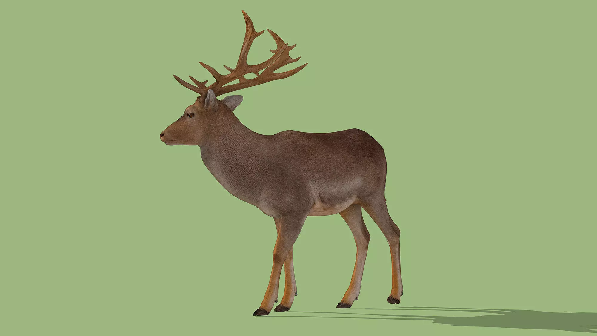 Fallow deer Low-poly 3D model_7