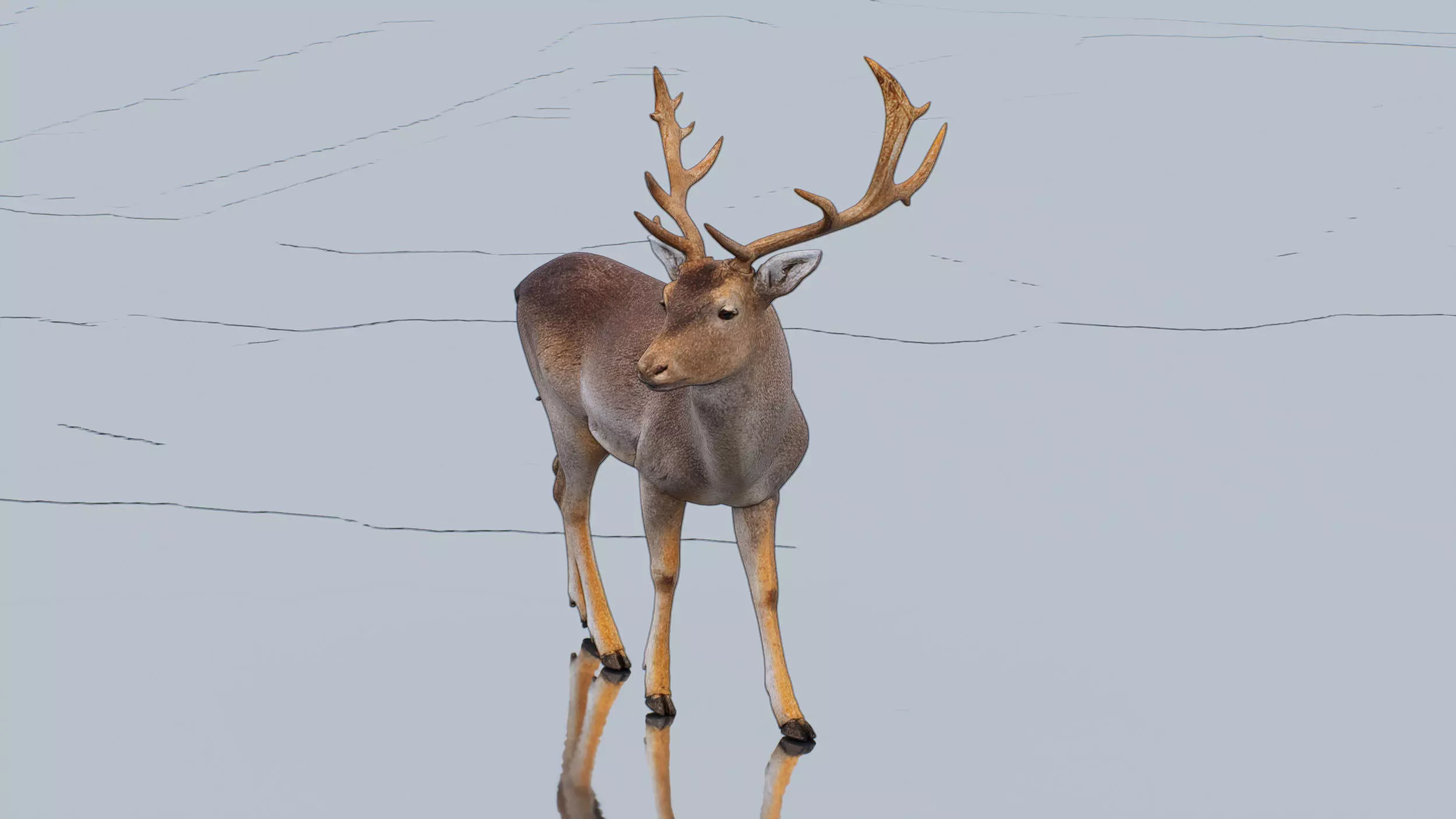 Fallow deer Low-poly 3D model_3