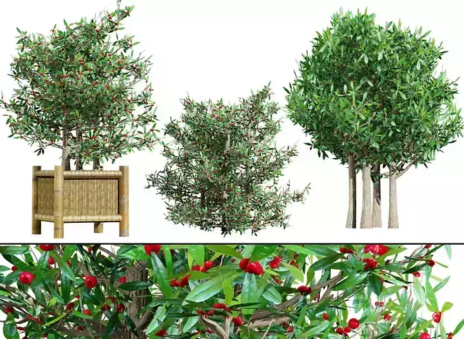 South African Miracle Berry Plant 3D Model Low-poly 3D model