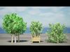 South African Miracle Berry Plant 3D Model Low-poly 3D model_1