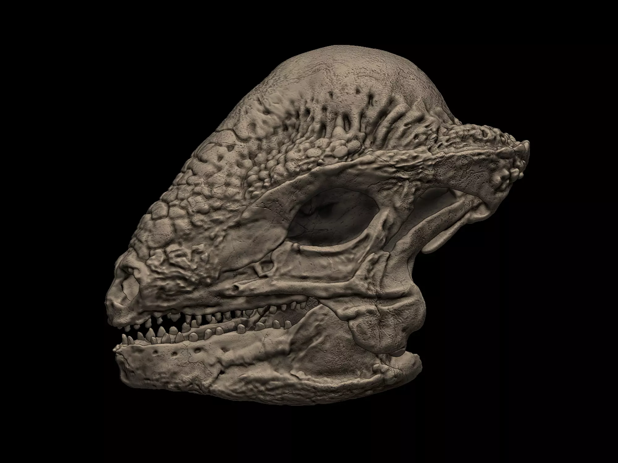Stegoceras Skull 3D print model