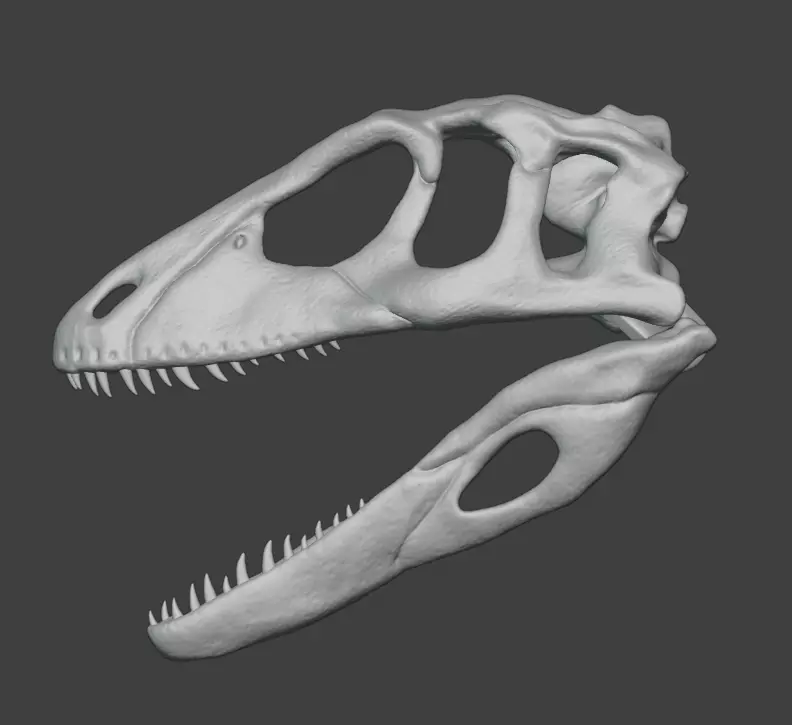 3D articulated Deinonychus skull Free 3D print model_5