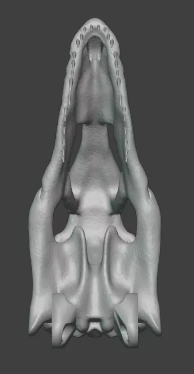 3D articulated Deinonychus skull Free 3D print model_3