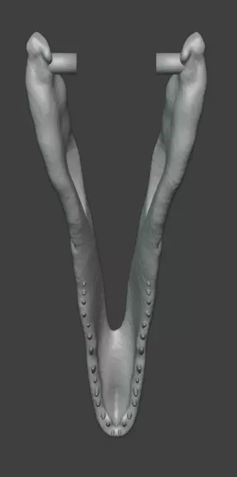 3D articulated Deinonychus skull Free 3D print model_4