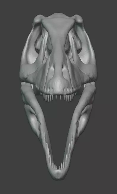 3D articulated Deinonychus skull Free 3D print model_2