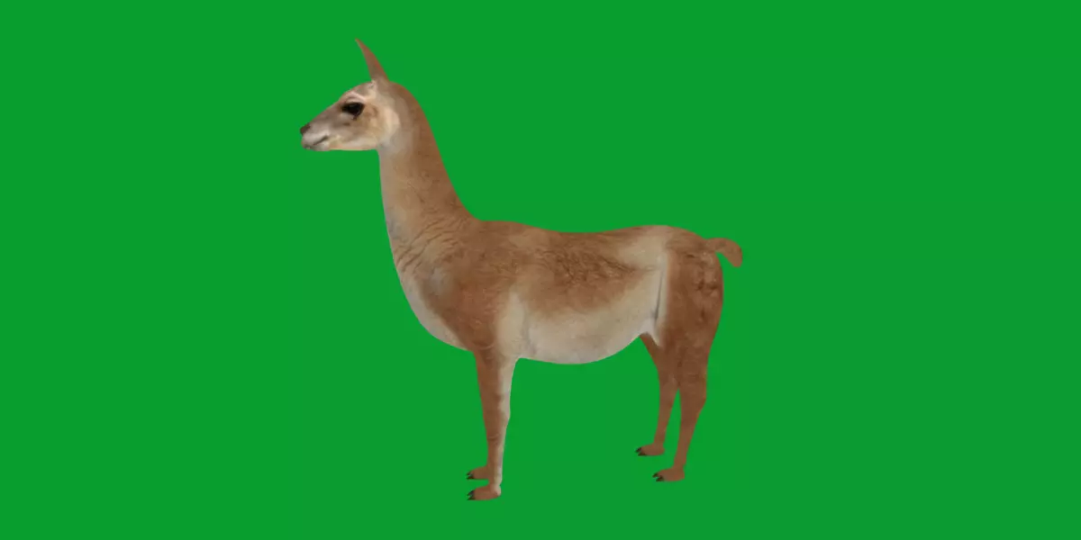 Guanaco Llama Low-poly 3D model_22
