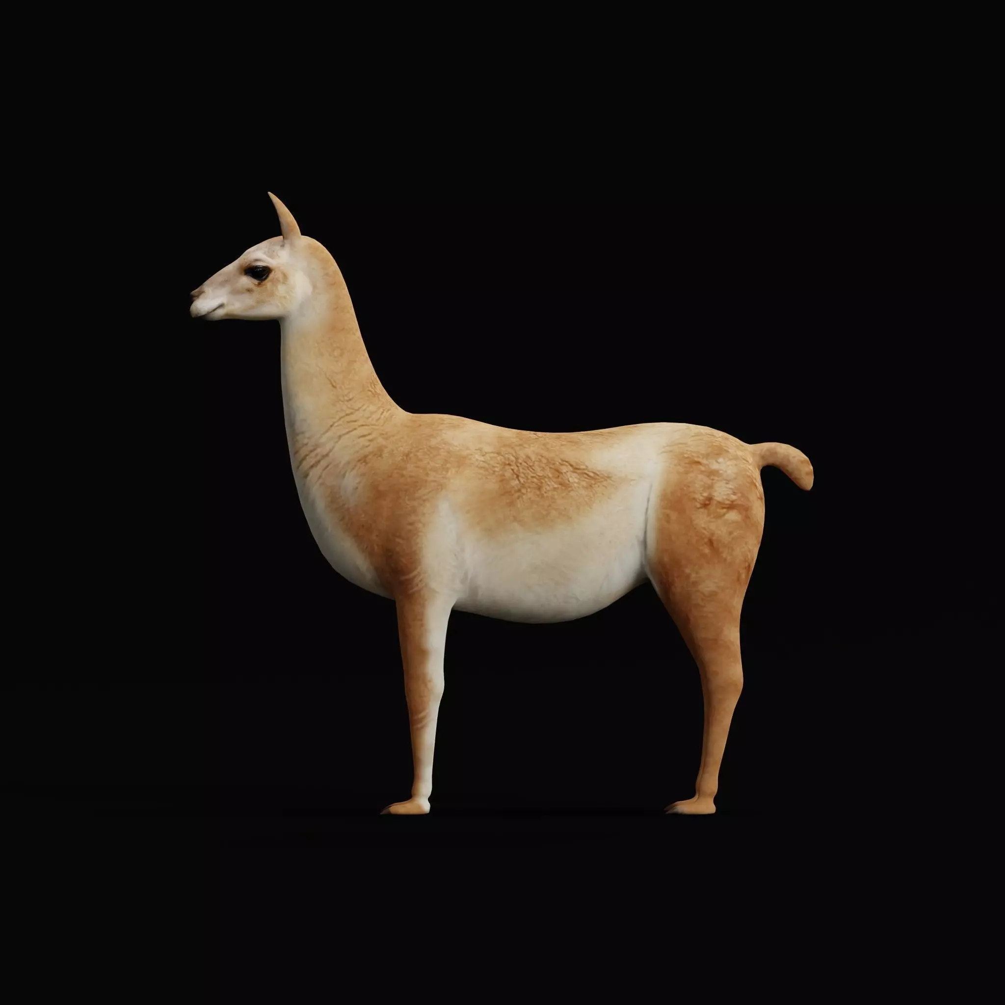 Guanaco Llama Low-poly 3D model_37