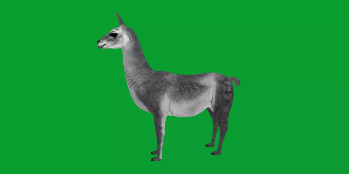Guanaco Llama Low-poly 3D model_26