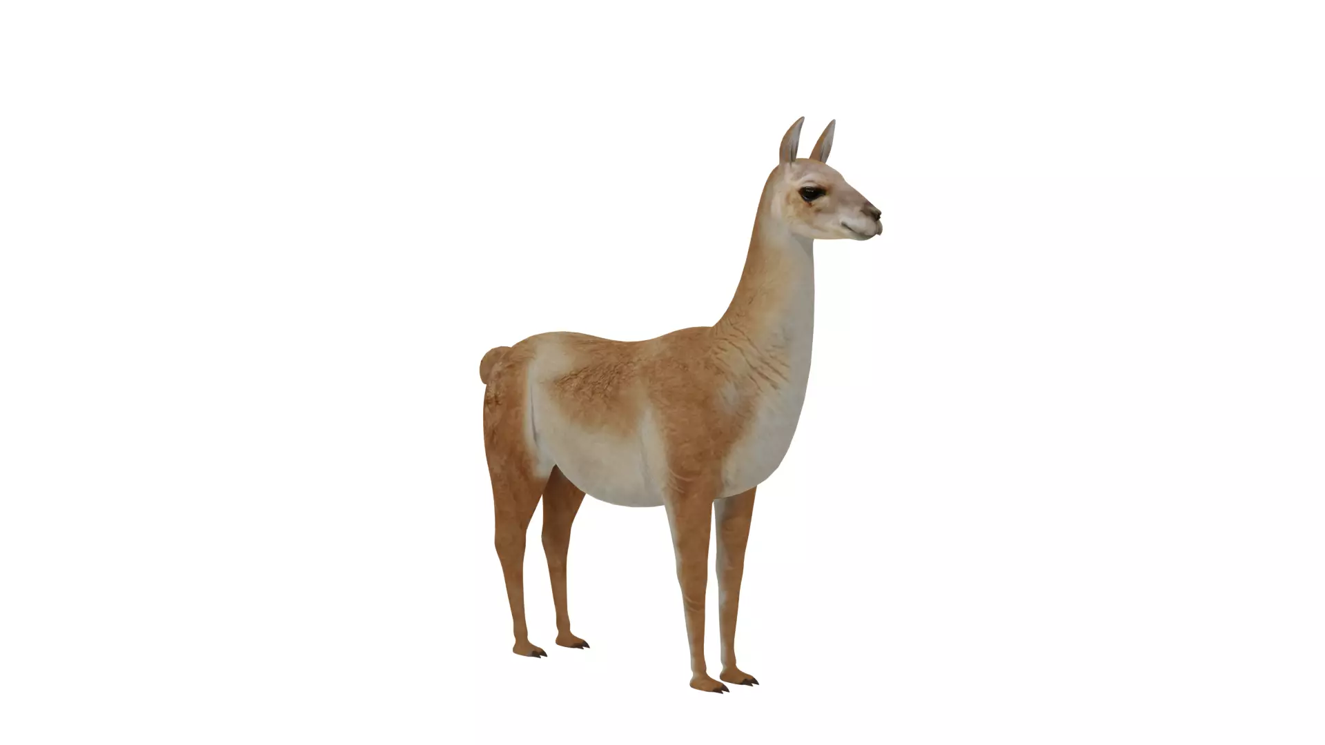 Guanaco Llama Low-poly 3D model_31