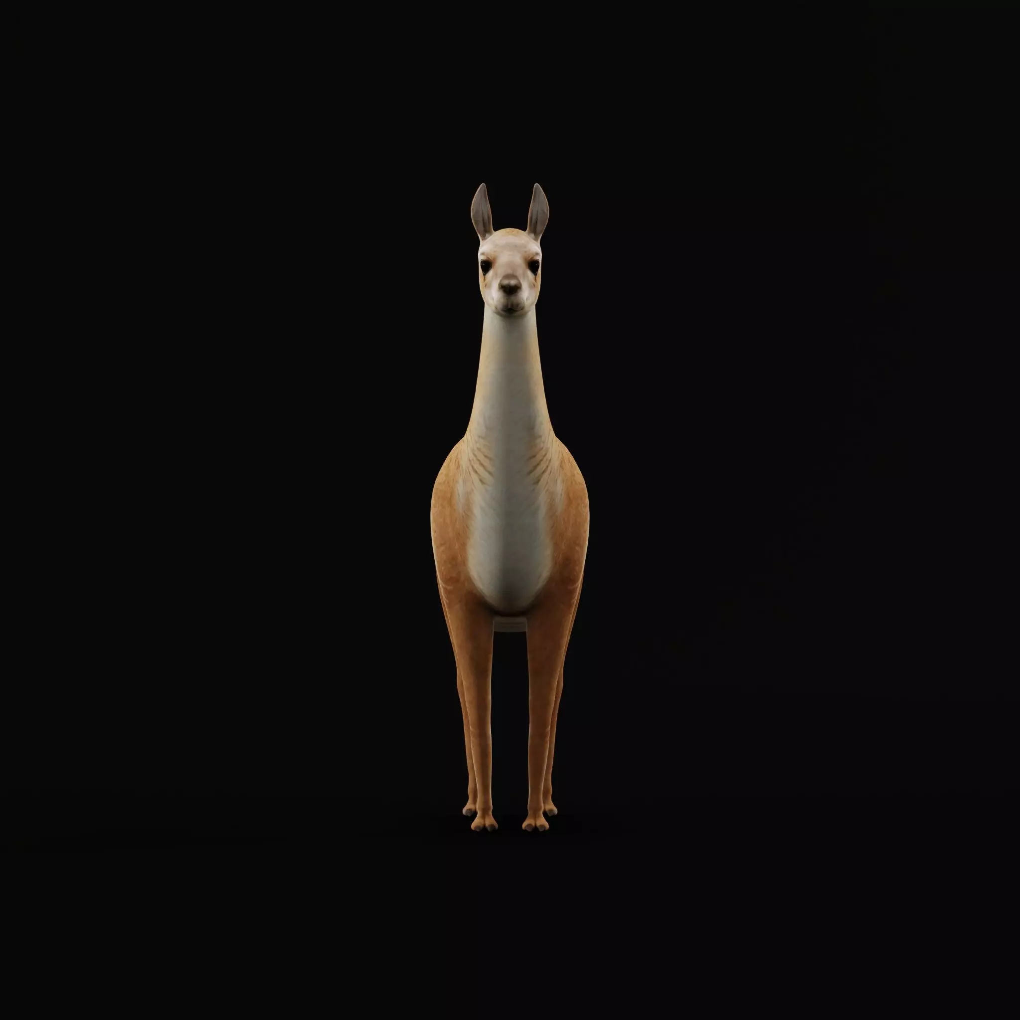 Guanaco Llama Low-poly 3D model_36
