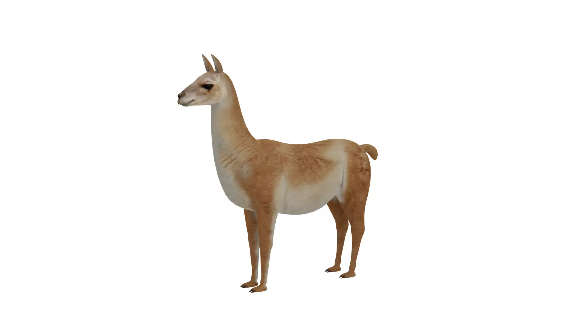 Guanaco Llama Low-poly 3D model_30