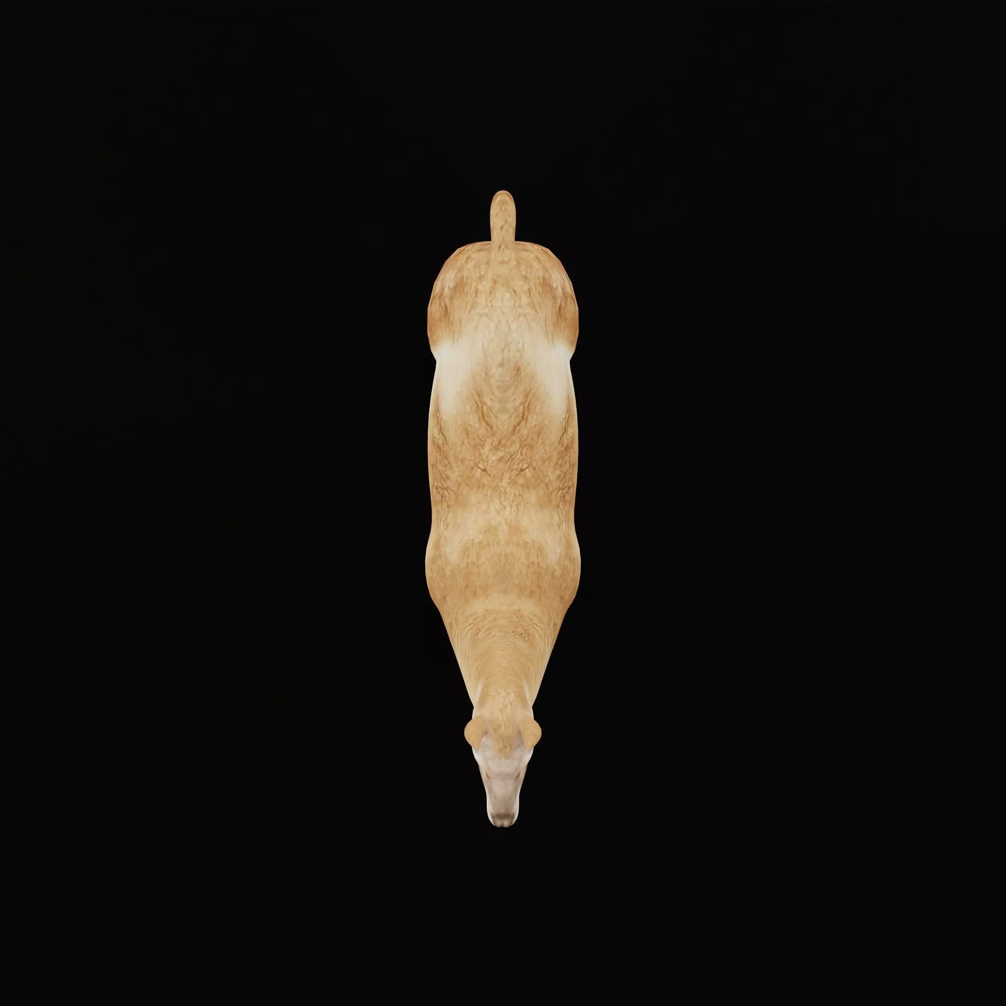 Guanaco Llama Low-poly 3D model_38