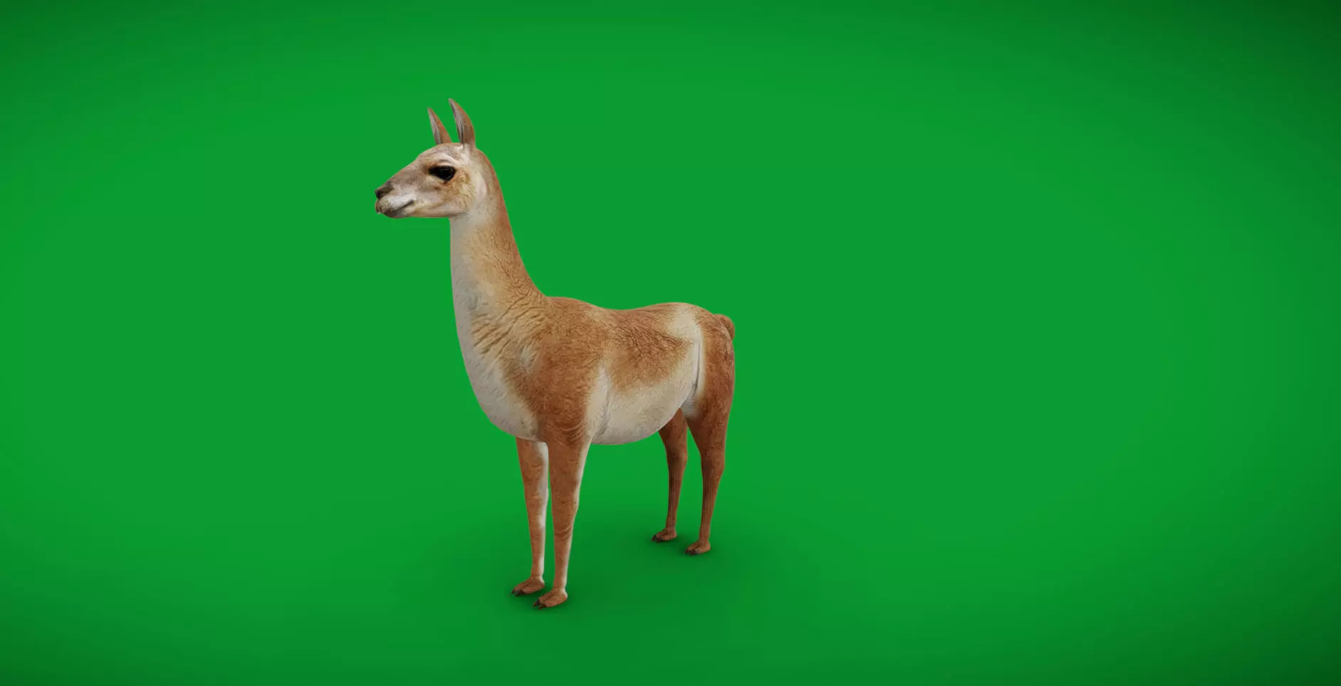 Guanaco Llama Low-poly 3D model_34