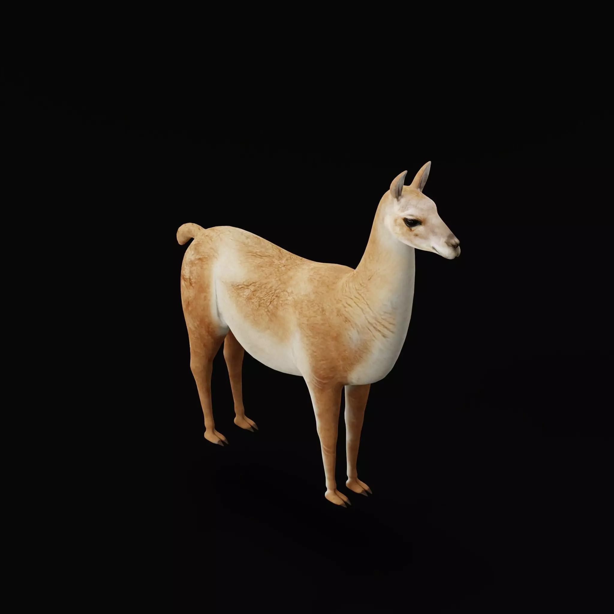 Guanaco Llama Low-poly 3D model_39