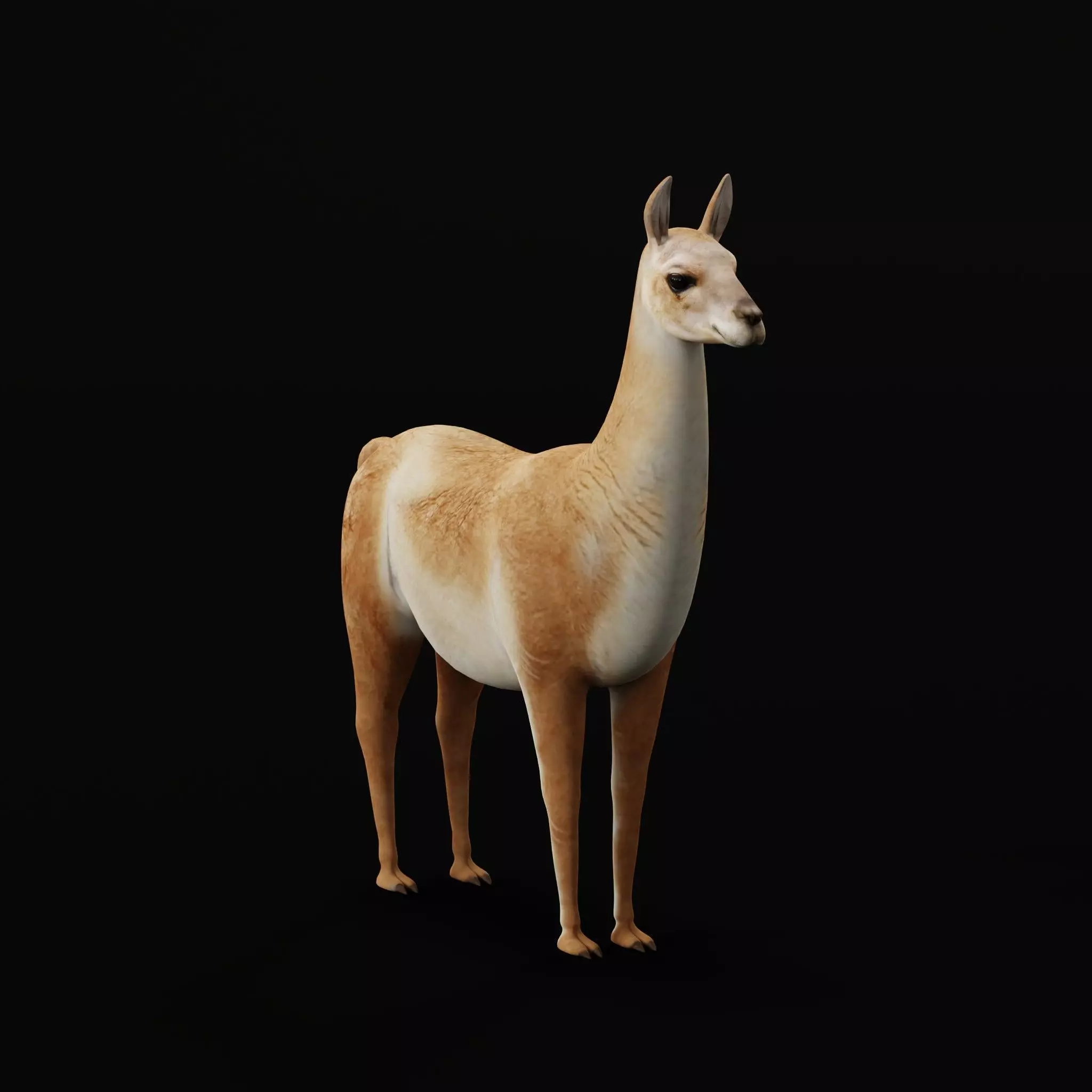 Guanaco Llama Low-poly 3D model_35