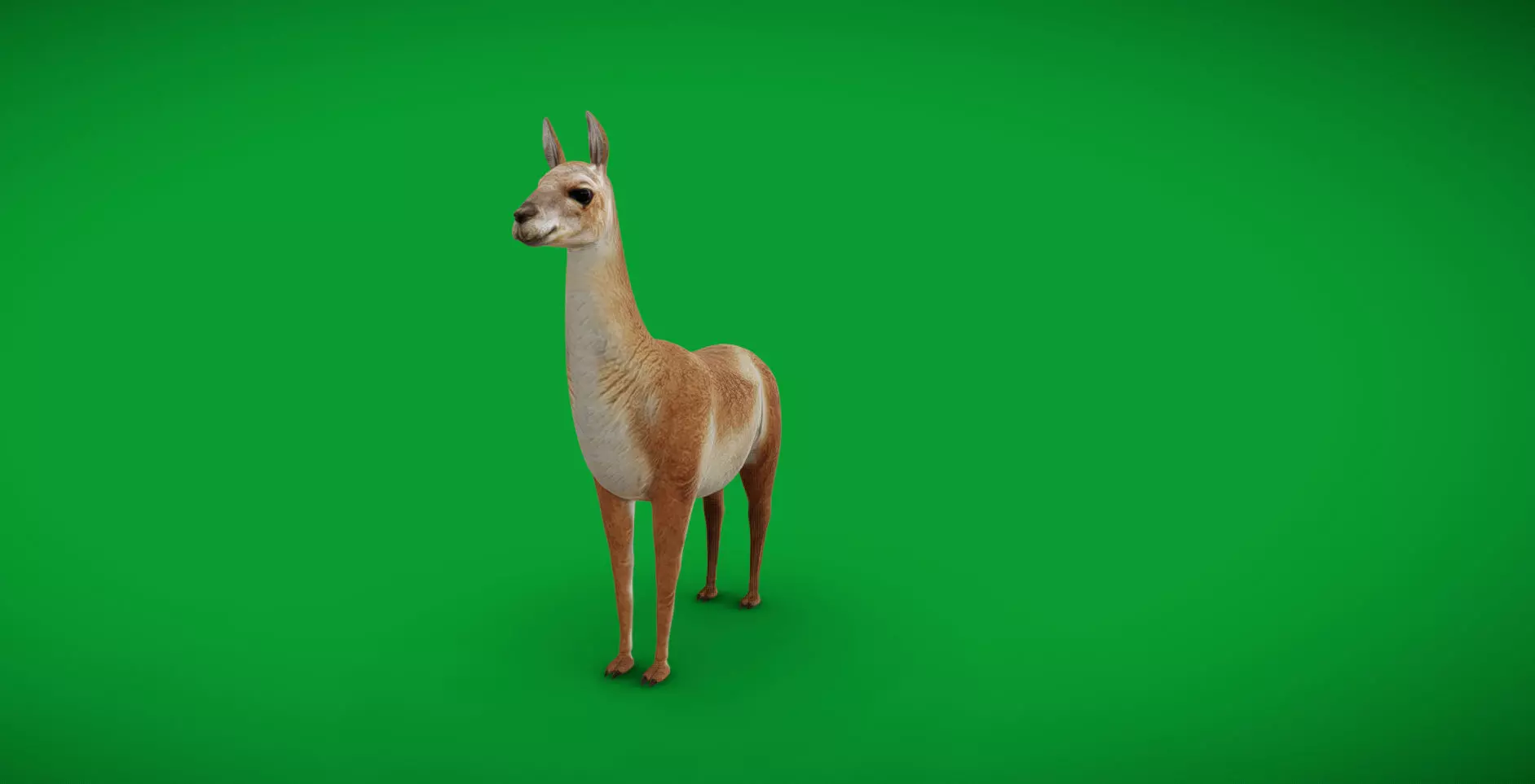 Guanaco Llama Low-poly 3D model_33