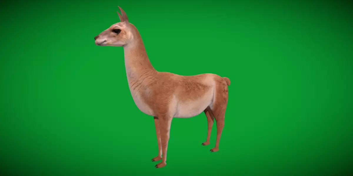 Guanaco Llama Low-poly 3D model_27