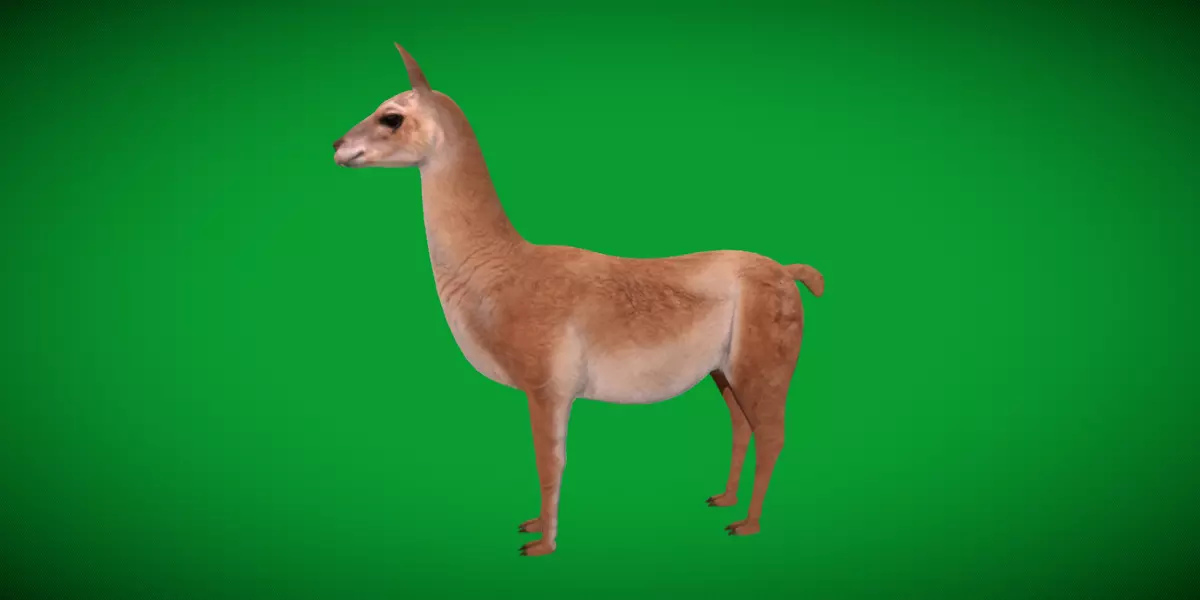Guanaco Llama Low-poly 3D model_4