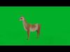 Guanaco Llama  Low-poly 3D model_1