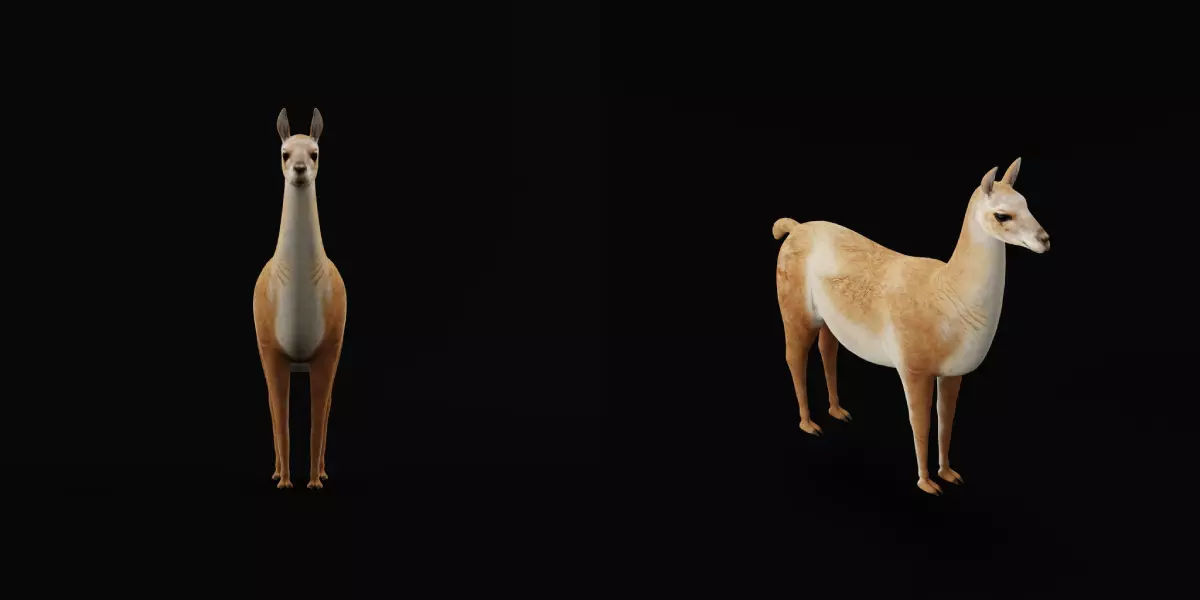 Guanaco Llama Low-poly 3D model_23