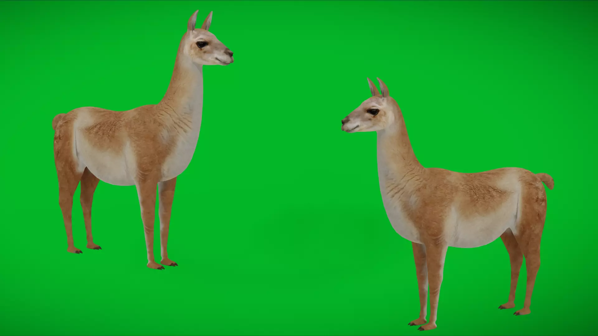 Guanaco Llama Low-poly 3D model_0