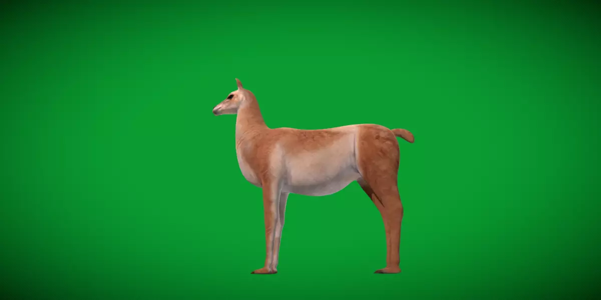 Guanaco Llama Low-poly 3D model_19