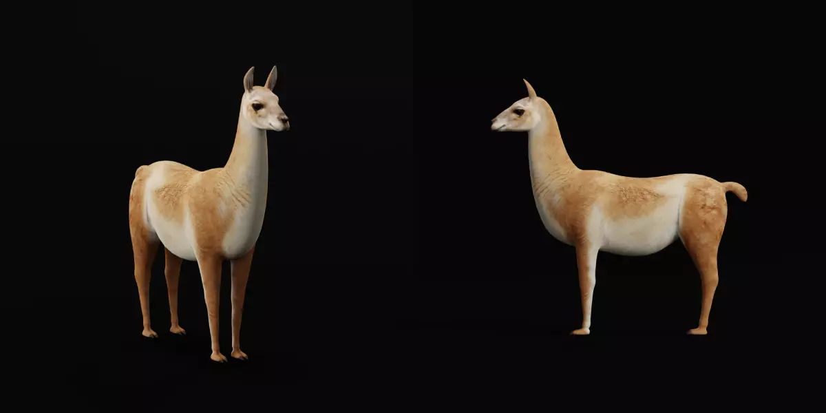 Guanaco Llama Low-poly 3D model_15