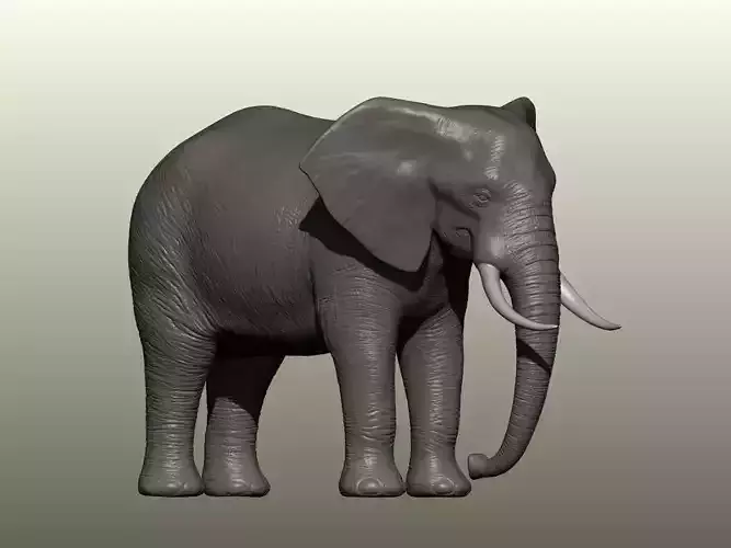 Elephant 3D Model