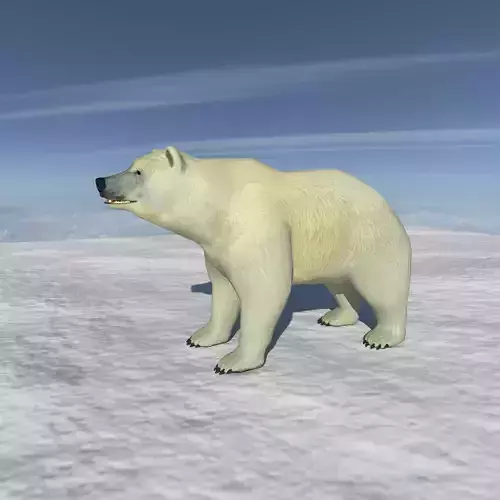 Polar Bear 3D Model with Animations  Game Ready
