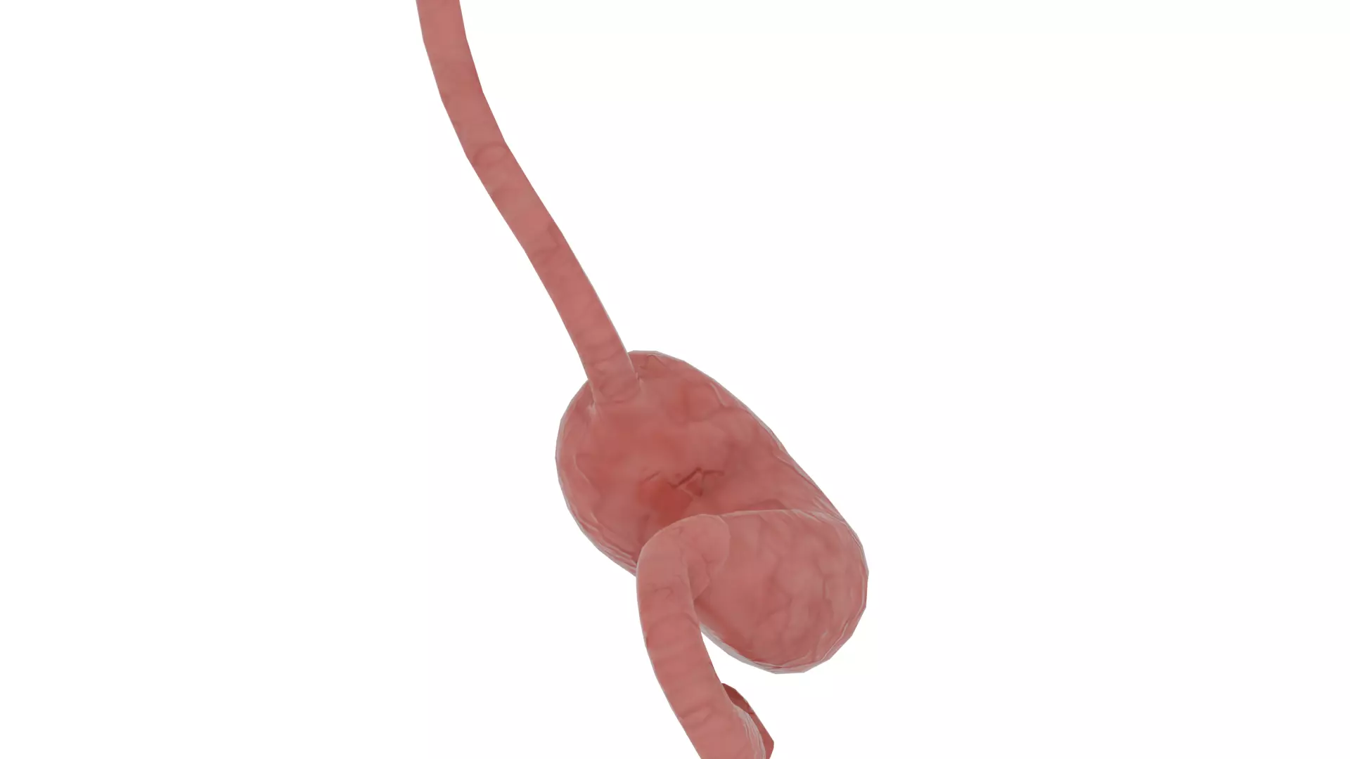 stomach 3D model_3