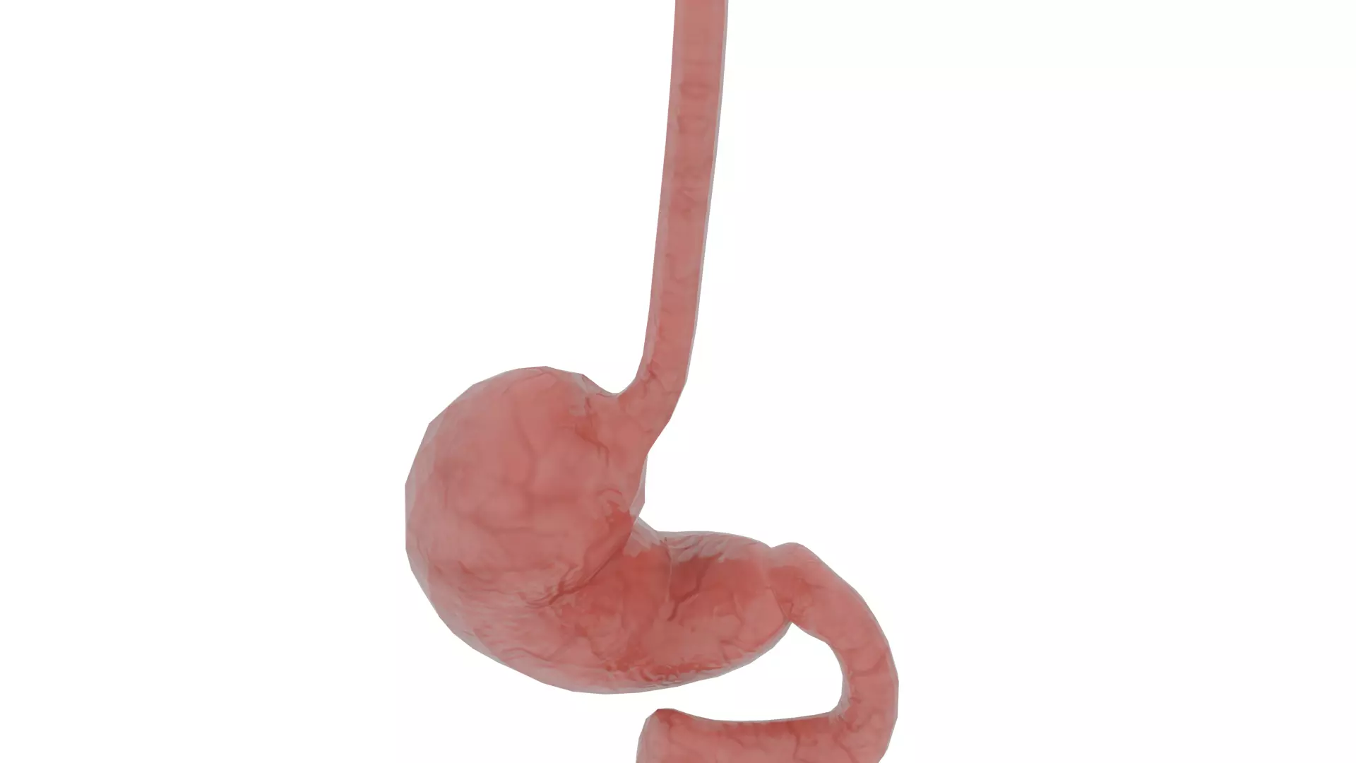 stomach 3D model_1