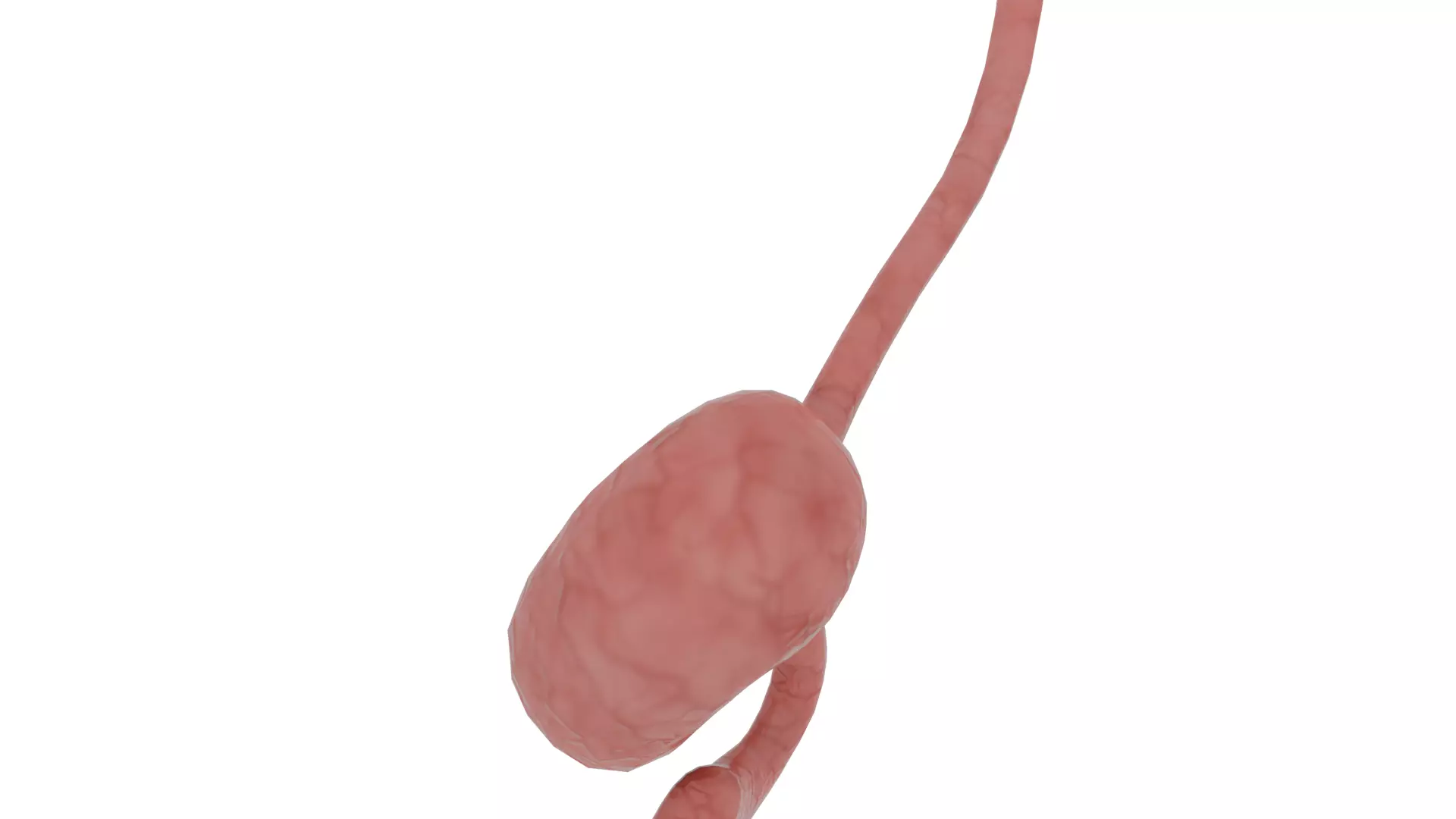 stomach 3D model_2