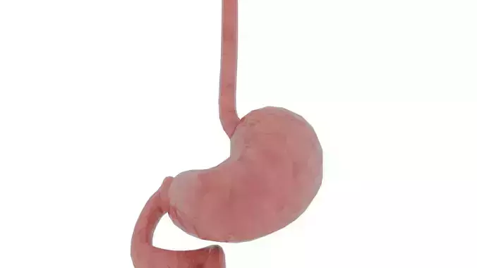 stomach 3D model