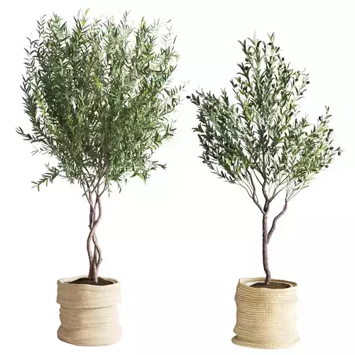 Olive Plant in Jute Pot