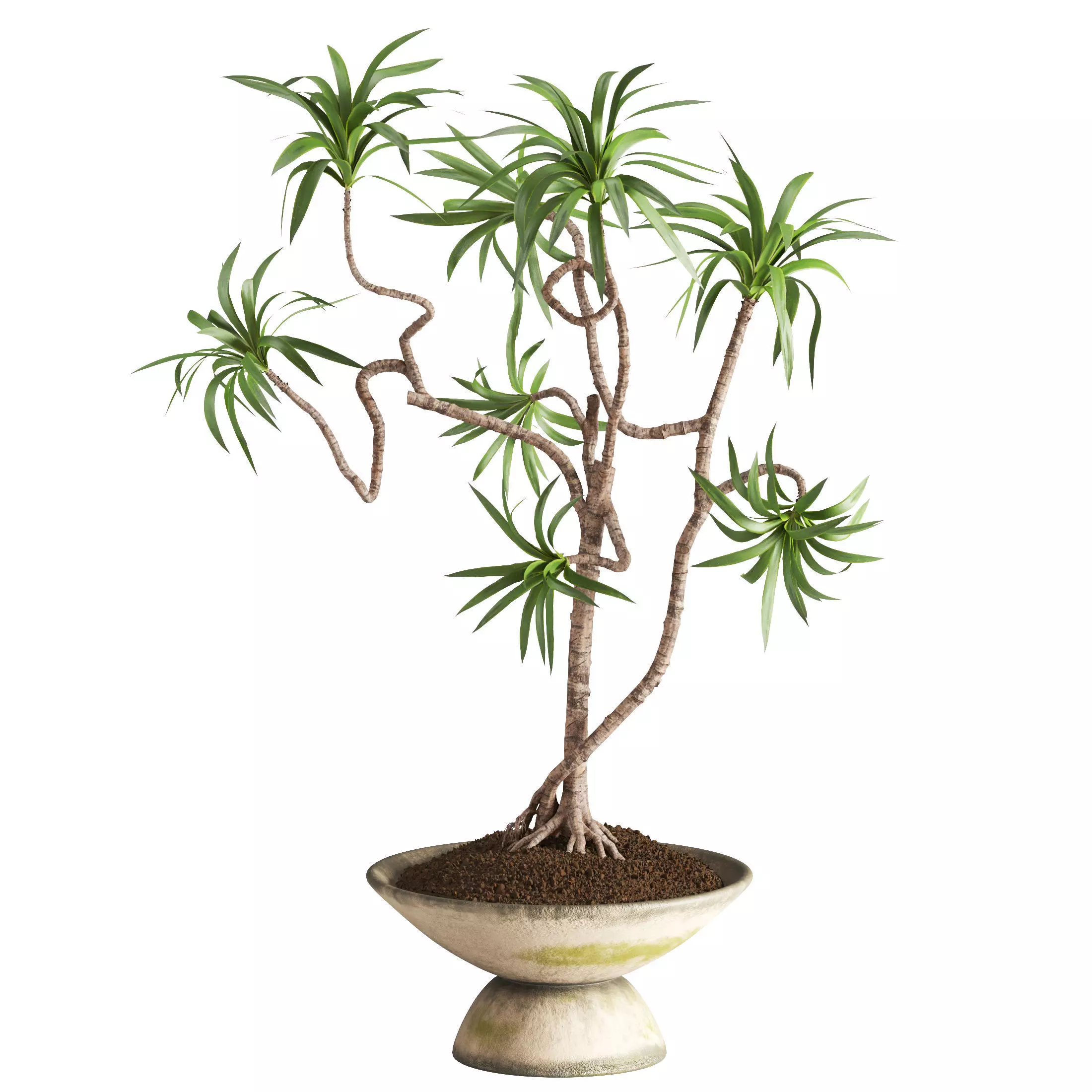 Yucca In Unique Wabi Sabi Pot 3D model