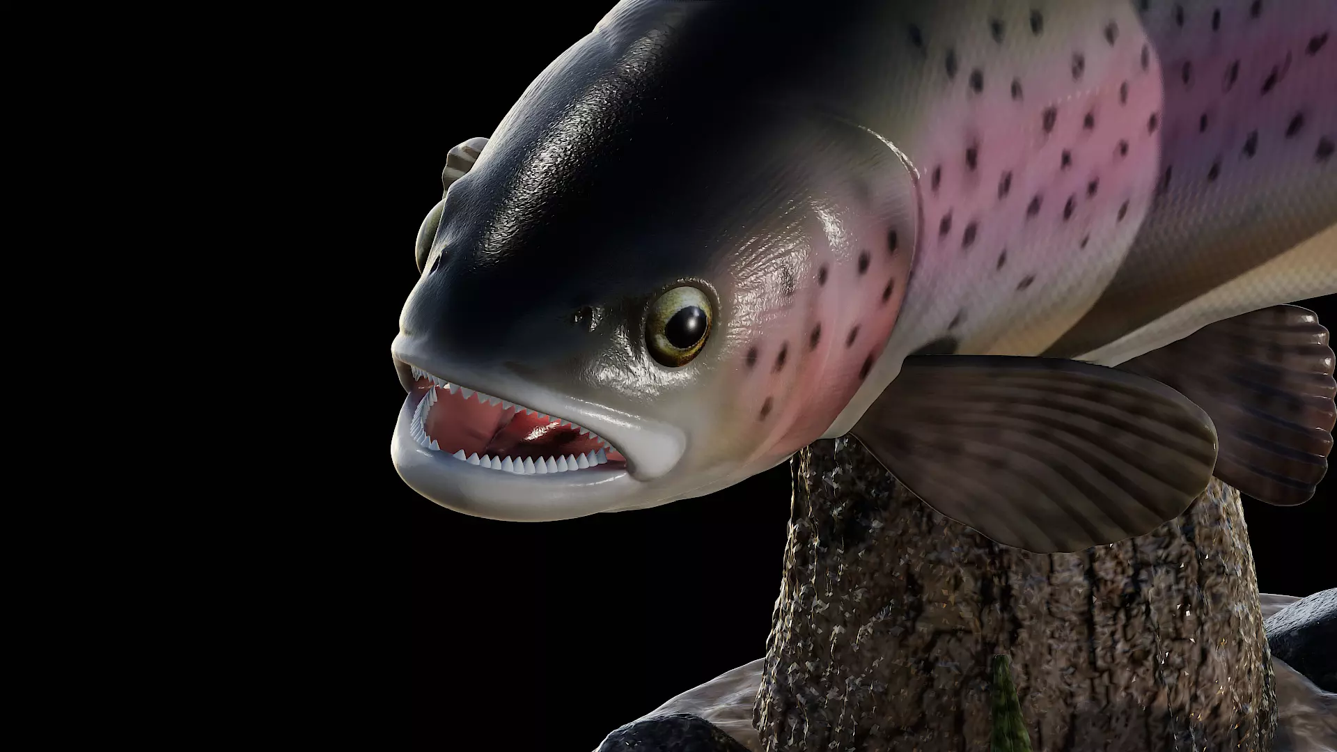 rainbow trout  detailed texture for 3d printing 3D print model_4