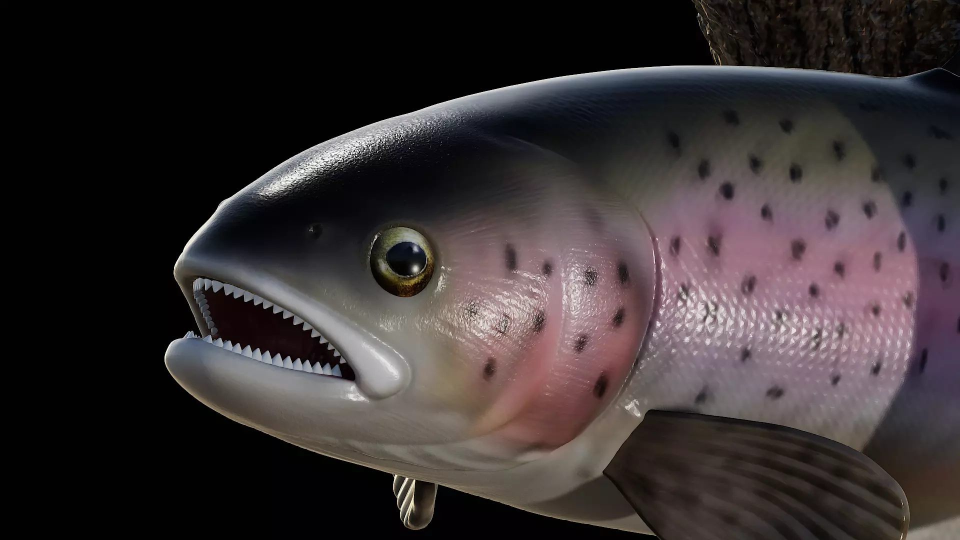 rainbow trout  detailed texture for 3d printing 3D print model_2