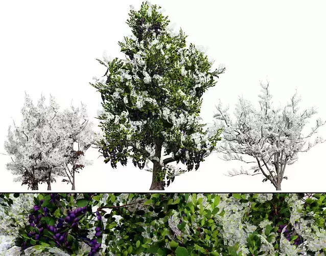 UK Hedgerow Blackthorn 3D Model Pack Low-poly 3D model