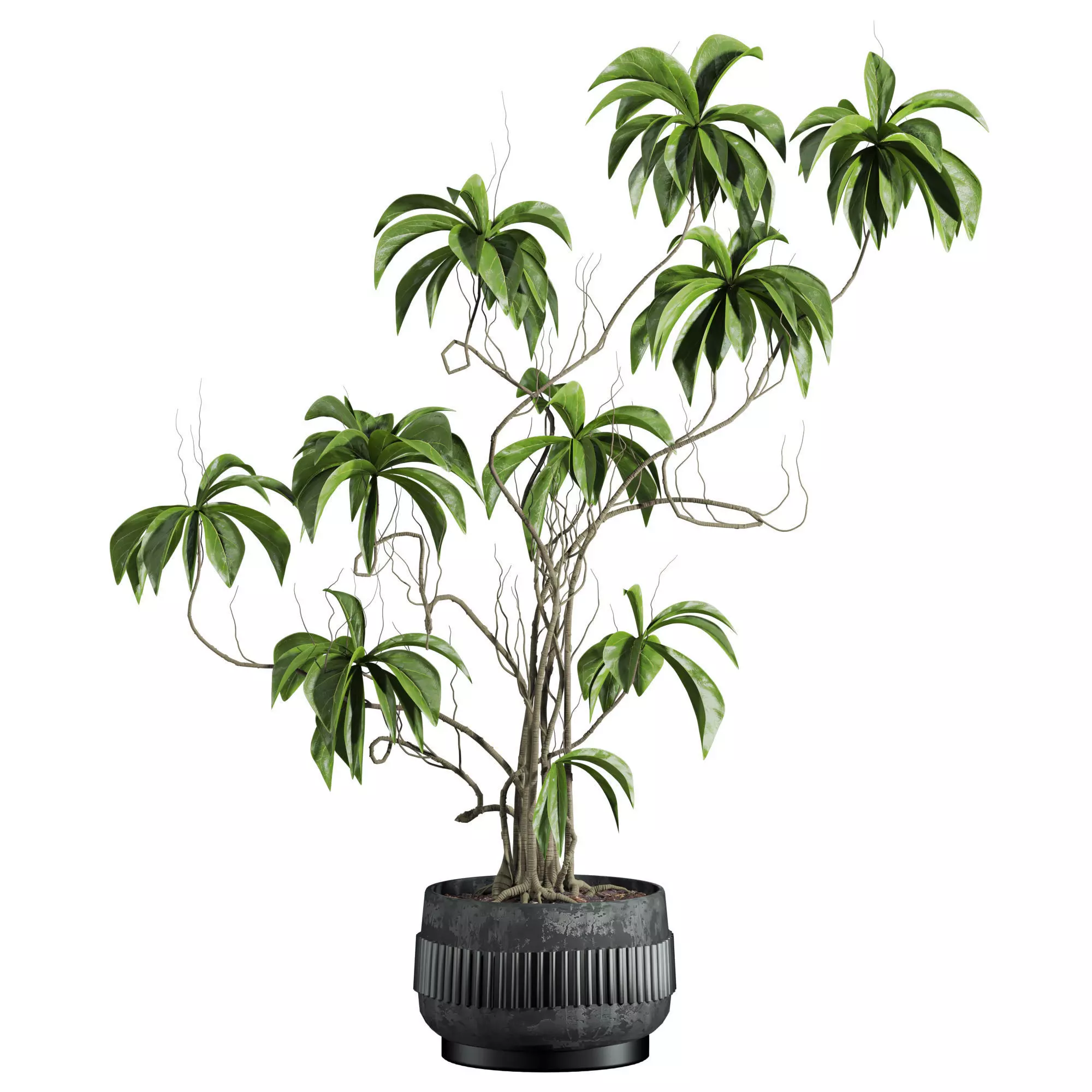 potted plant 3D model_1
